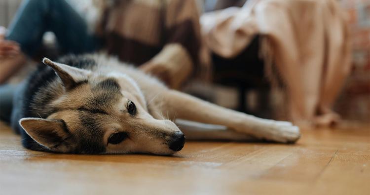 Do Dogs Outgrow Separation Anxiety?