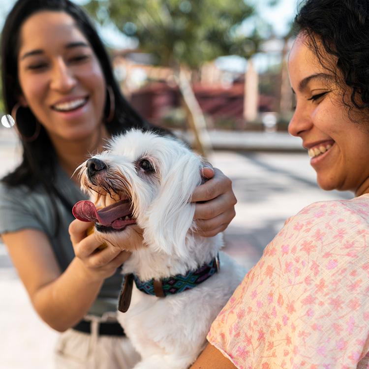 Four Latinx-Run Animal Rescues You Should Know