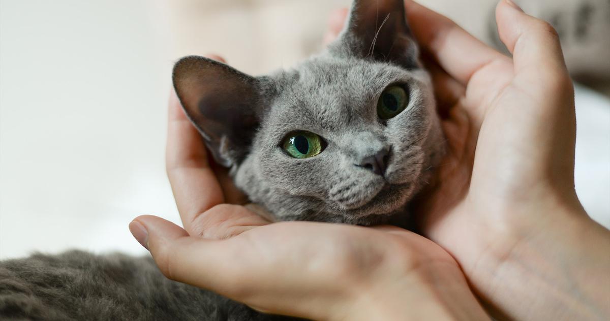 10 Silver Gray Cat Breeds That Are the Definition of Sleek