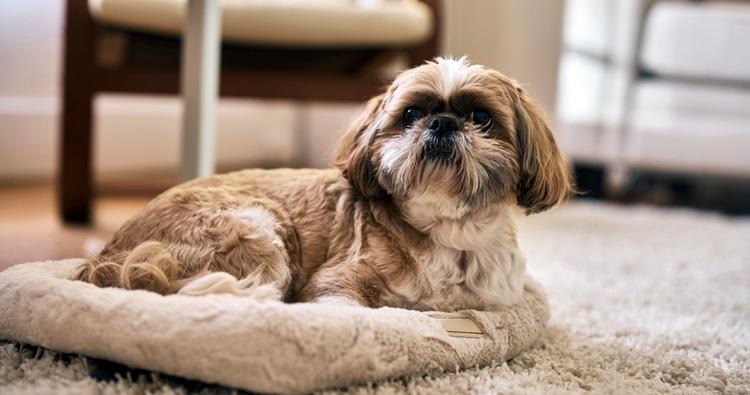 How Long Does It Take a Shih Tzu to Get Used to a New Home?