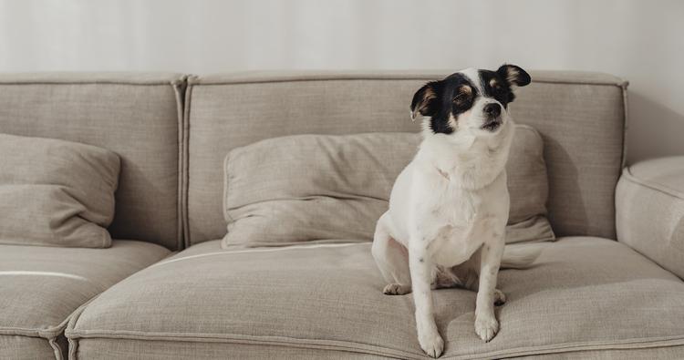 How To Keep Dogs Off The Couch When Not At Home