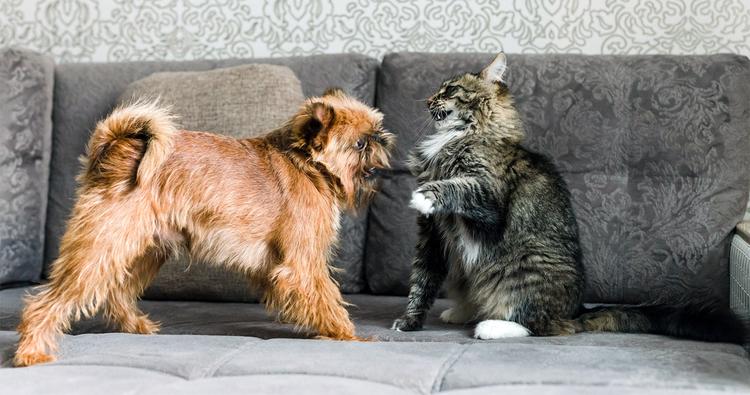 How Long Does It Take For A Cat To Get Used To A Dog?