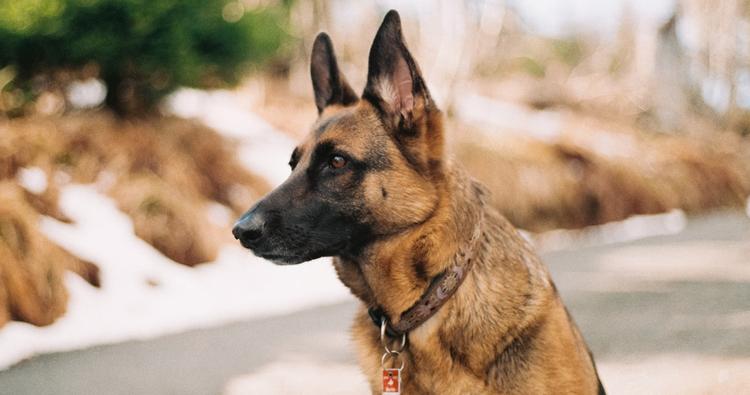 Where Can I Put a German Shepherd Up for Adoption?