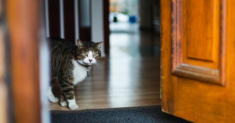 Can You Train An Outdoor Cat To Be An Indoor Cat?