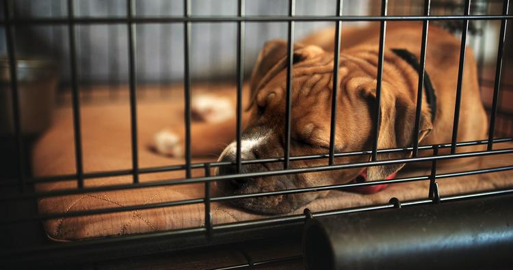 How Long Can I Crate My Dog?