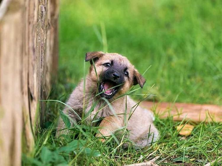 The Top 10 Most Common Puppy Incidents and Accidents You Should Know About