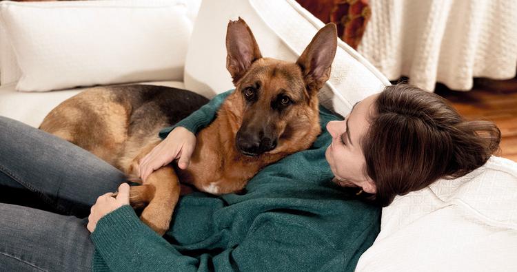 How Long Does It Take a German Shepherd to Get Used to a New Home?