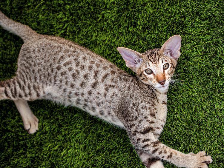 8 Spotted Cat Breeds That You Have to See