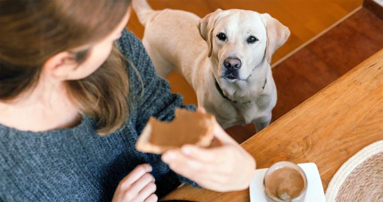 Why Do Dogs Stare At You While You Eat?
