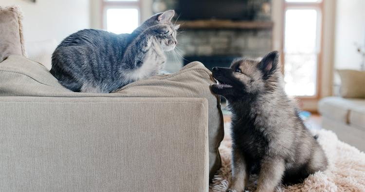 How to Introduce a Scared Cat to a Dog