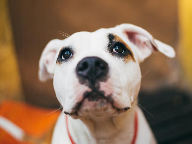 How Do I Give Up My Pit Bull?