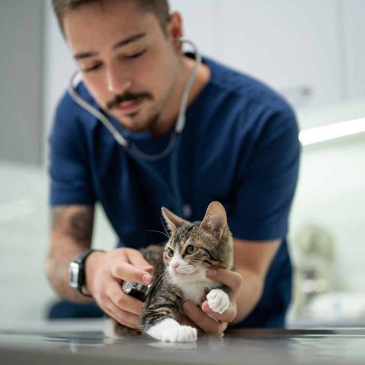 Kitten’s First Vet Visit: What To Expect