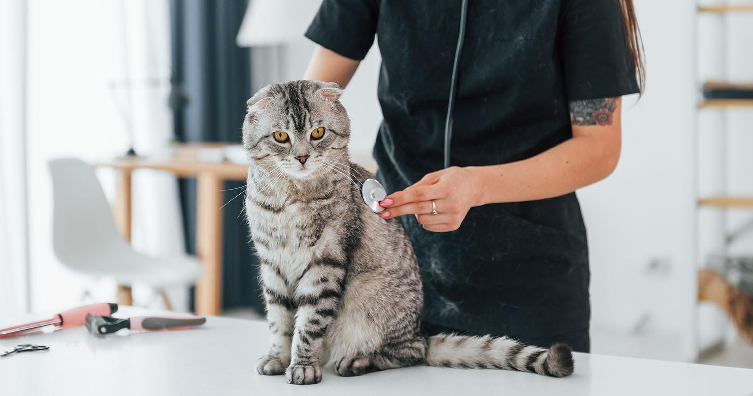 Cat Vaccines: What Vaccines Do Cats Need?