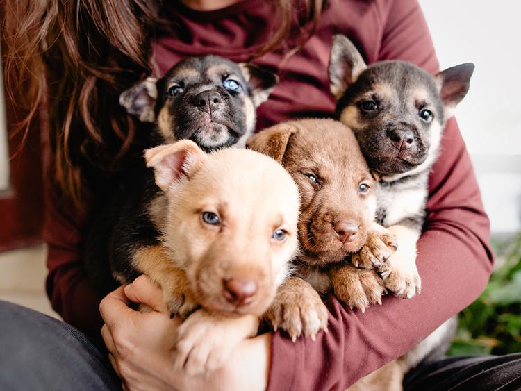 Puppies for Rent: You Can Have a Puppy Party. But Should You?