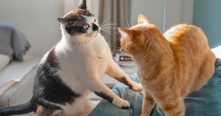 How Long Does It Take For Cats To Get Used To Each Other?