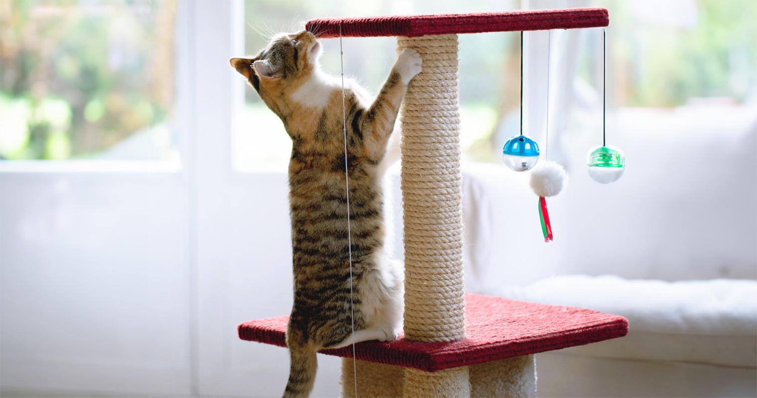 Cat Scratching: Train a Cat Not to Scratch