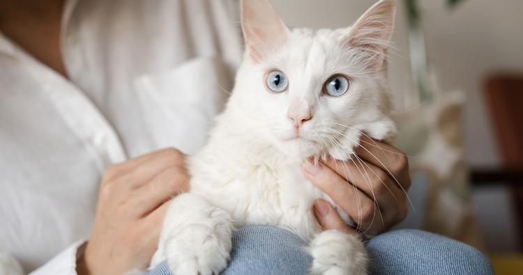 10 White Cat Breeds That Will Melt Your Heart