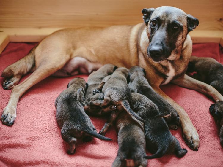 Dog Pregnancy 101: Rescuing a Pregnant Dog