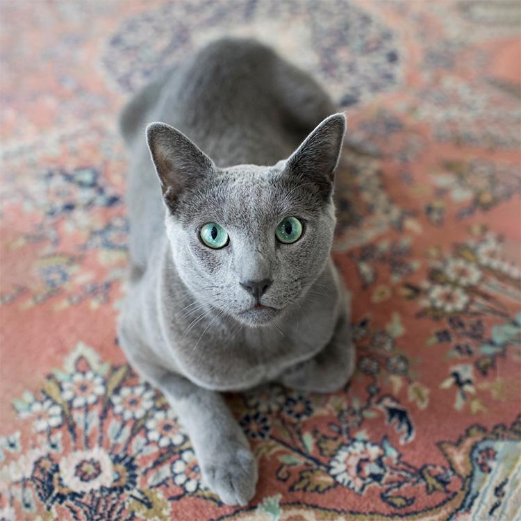 Best Gray Cat Names for Your Kitty