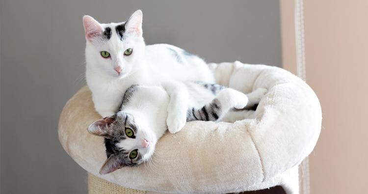 Do Male And Female Cats Get Along Better?