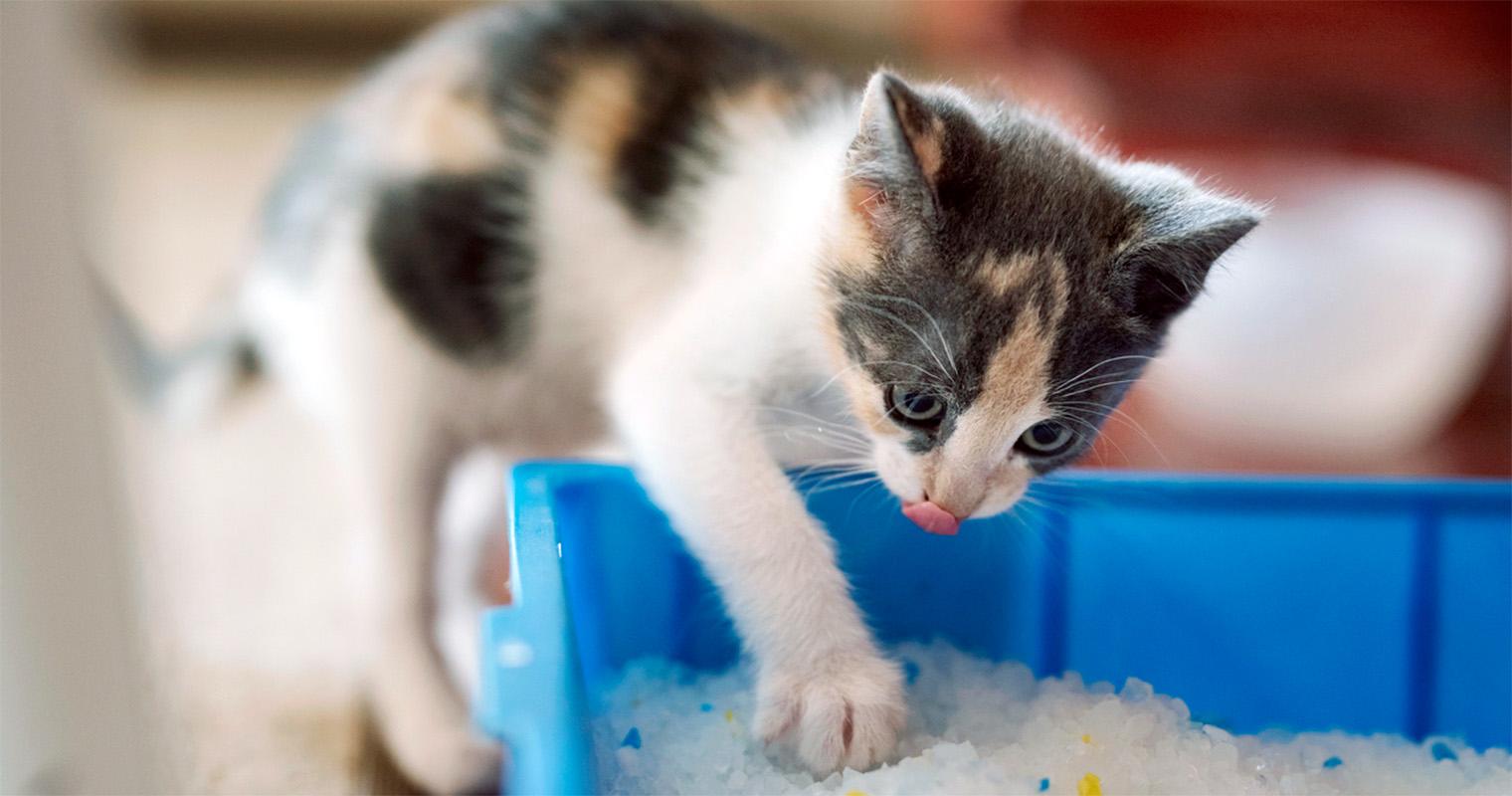 Why Won’t My Cat Use the Litter Box? Solving Litter Box Problems