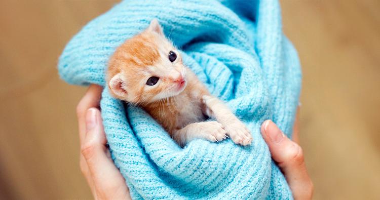 What Is Kitten Season? (And How You Can Help)