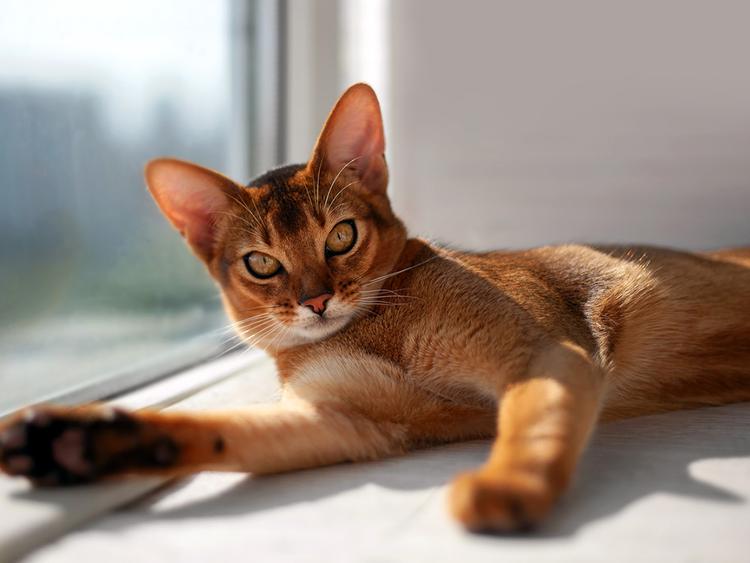 100+ Brown Cat Names That You’ll Actually Love