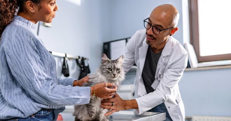 6 Things to Consider When Choosing a Vet for Your Cat