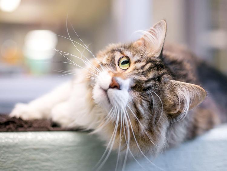 Should You Adopt a Special Needs Cat?
