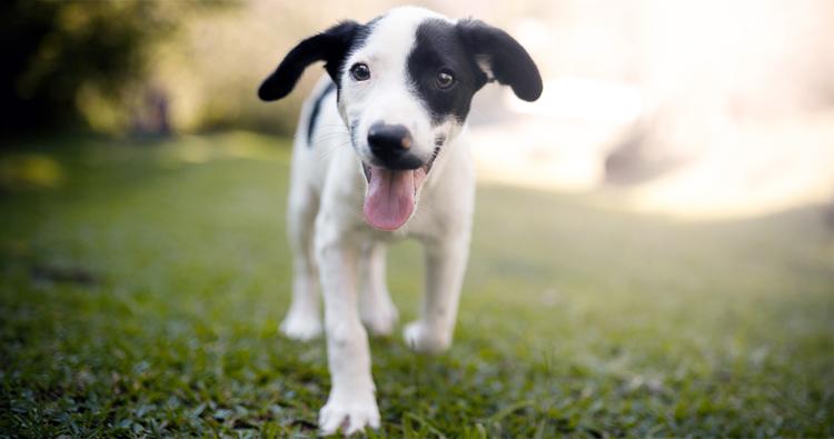 How to Raise a Puppy: Tips for New Pet Parents