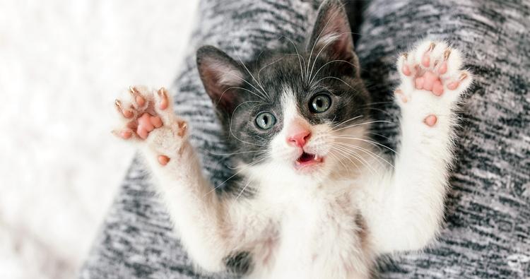 Declawing Cats: Is Declawing A Cat Harmful?