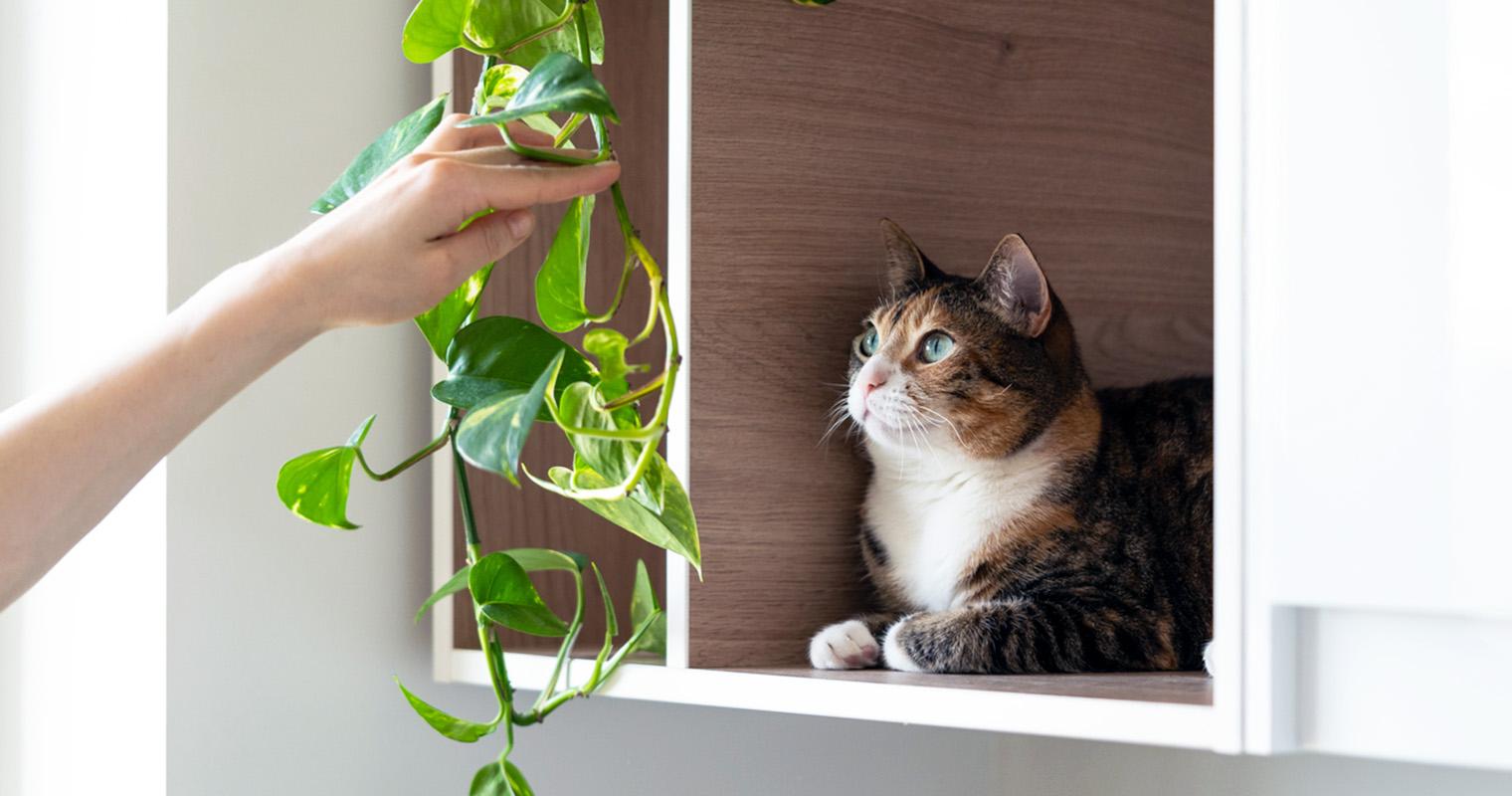 Adopting a Cat? Here’s How to Prepare Your Home for a New Kitty 