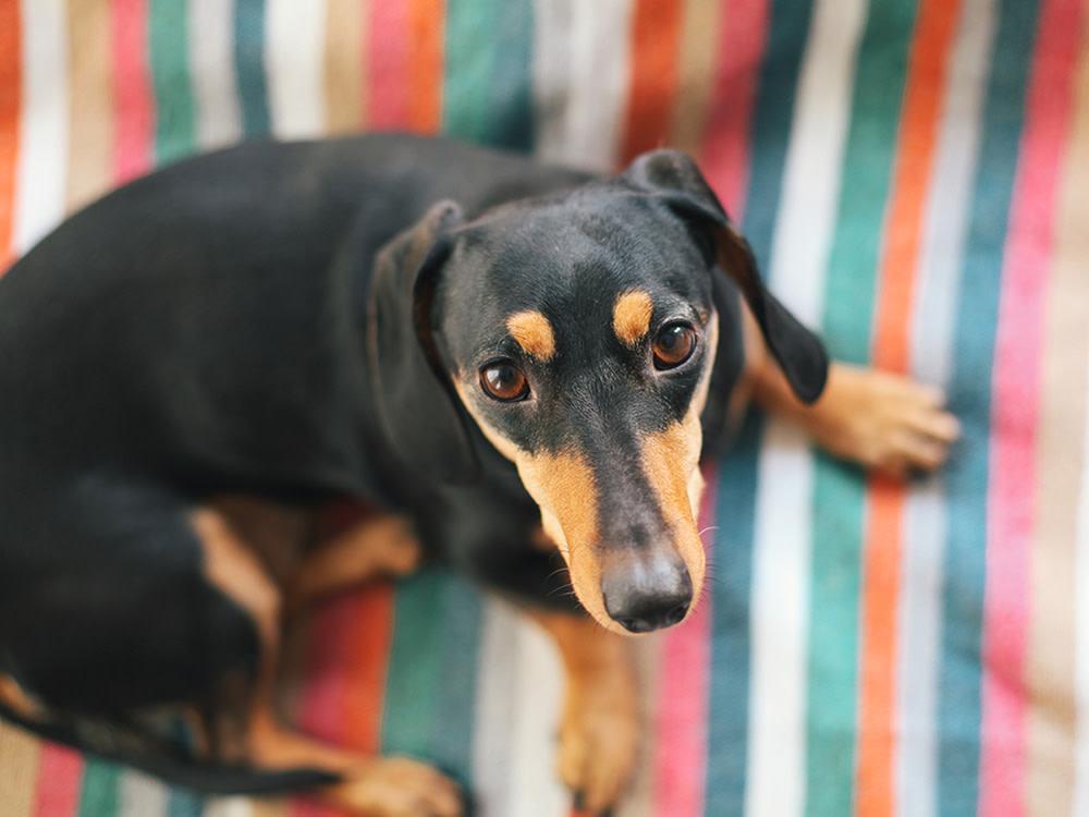 dachshund on striped bed