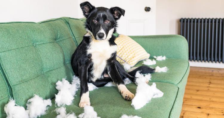 Why Do Dogs Tear Up Stuff When You Leave?