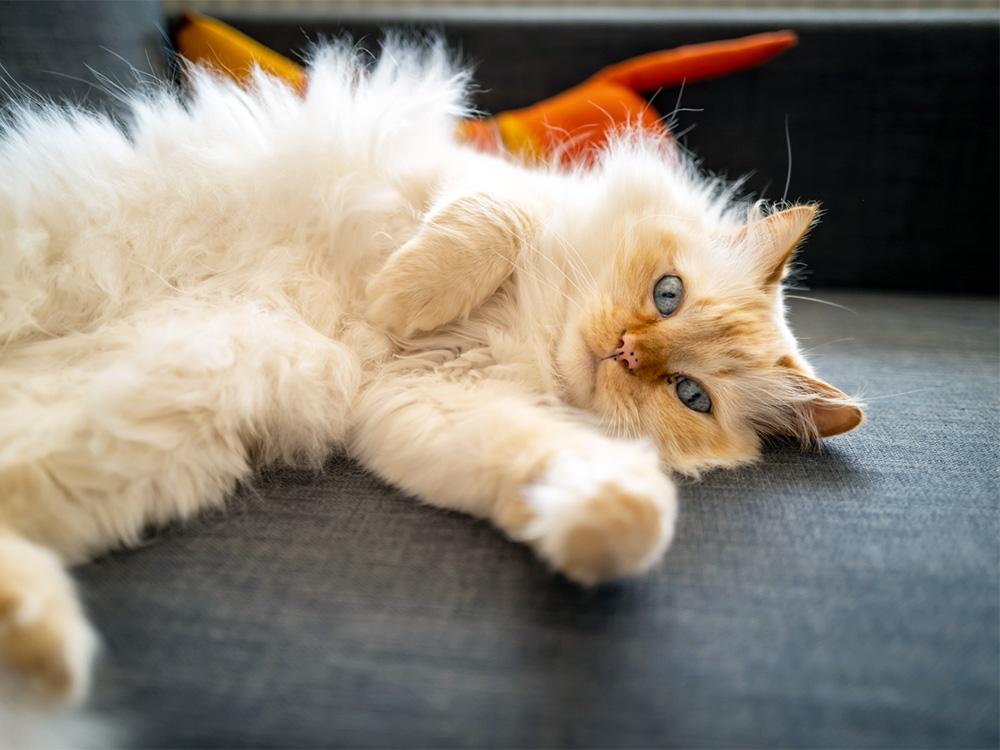 Birman creamed colored cat