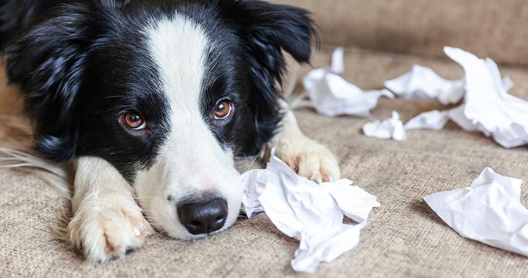 Why Do Dogs Chew Up Kleenex?