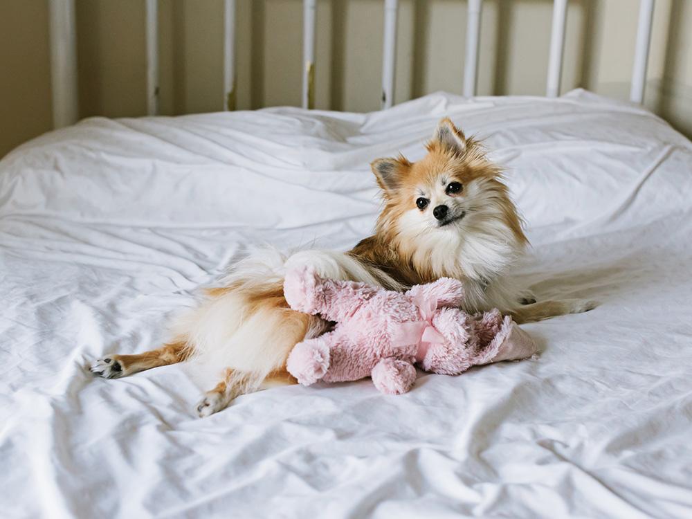 pomeranian dog on bed
