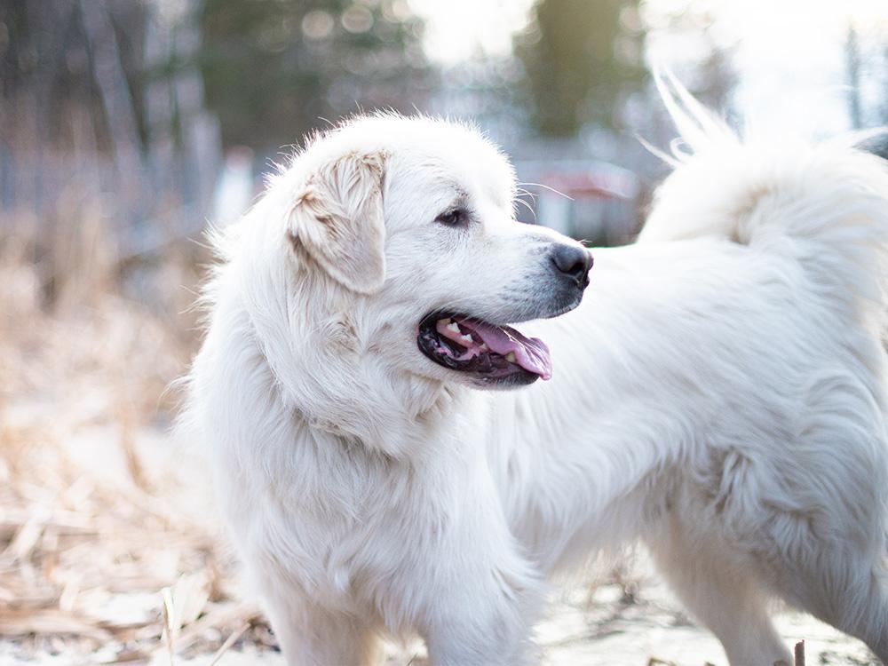 Close up on a beautiful great pyrenees mountain dog outside in autumn on frozen pond