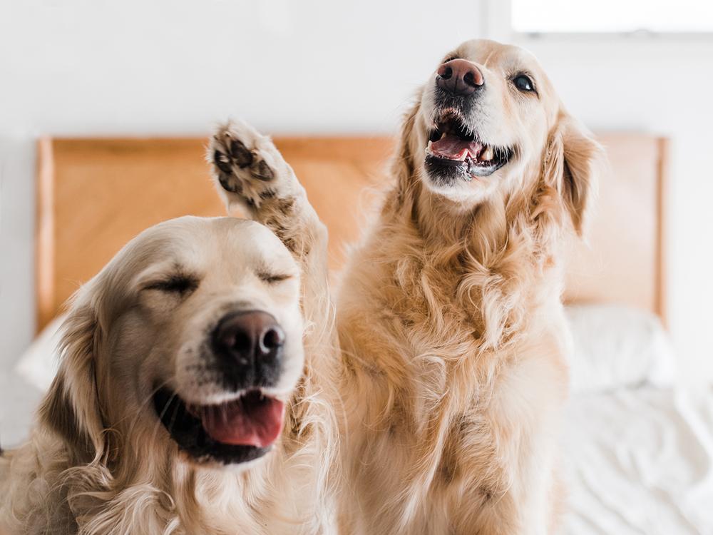 two Golden Retriever dogs