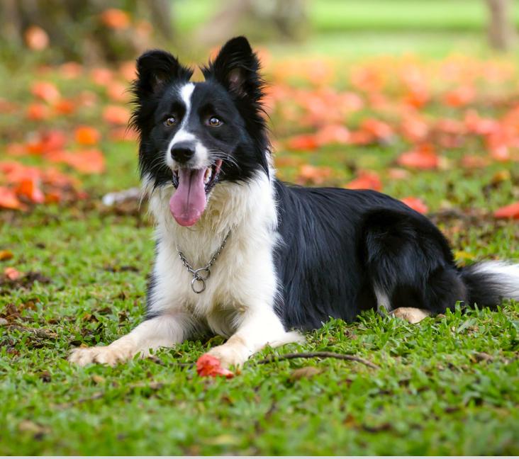 Are Border Collies good with kids?