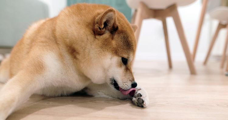 How Do I Make My Dog Stop Licking Everything?