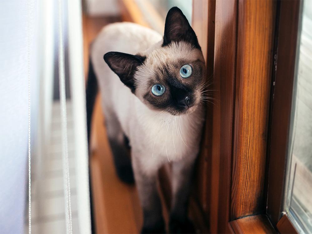 Siamese cat indoors