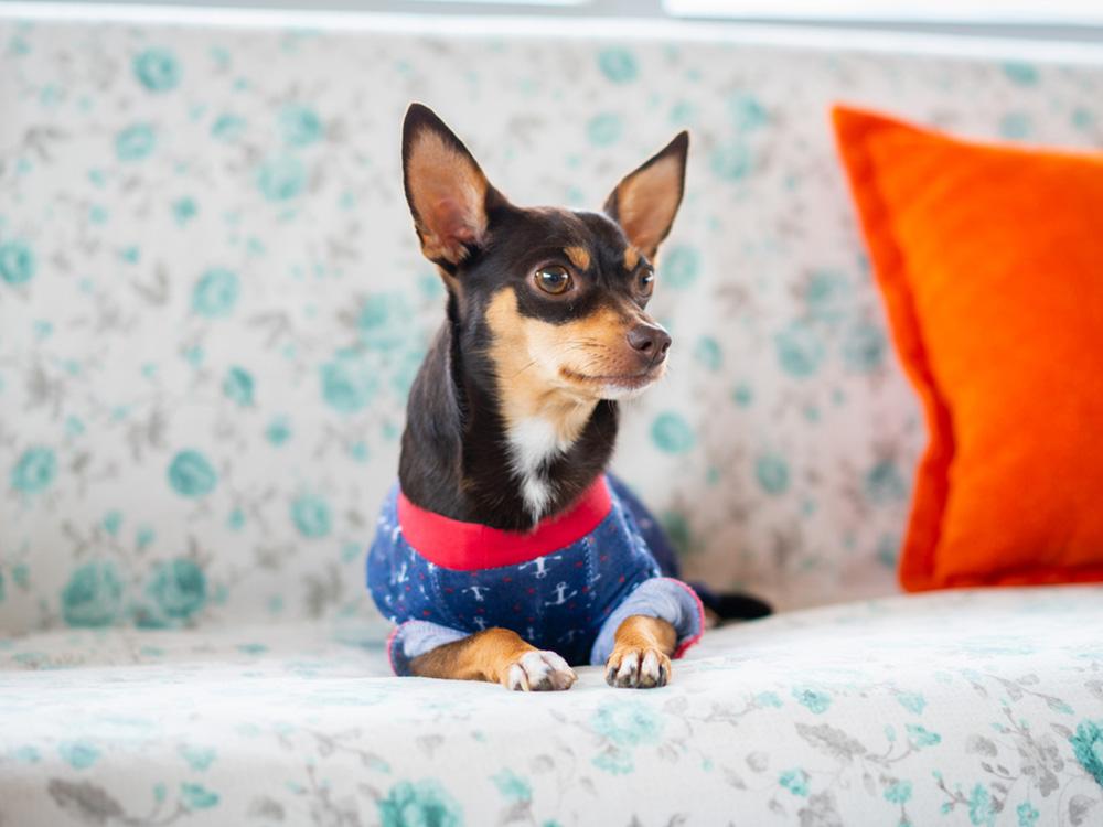 Chihuahua on sofa