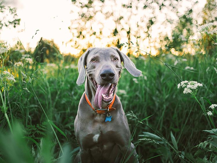 150+ Gray Dog Names for Silver-Haired Pups