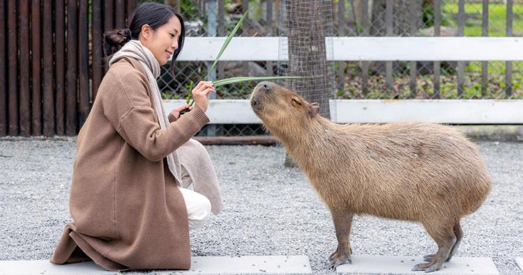 Can You Actually Have a Capybara as a Pet?
