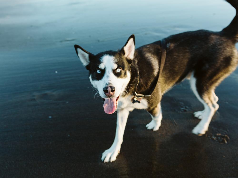 husky dog on water