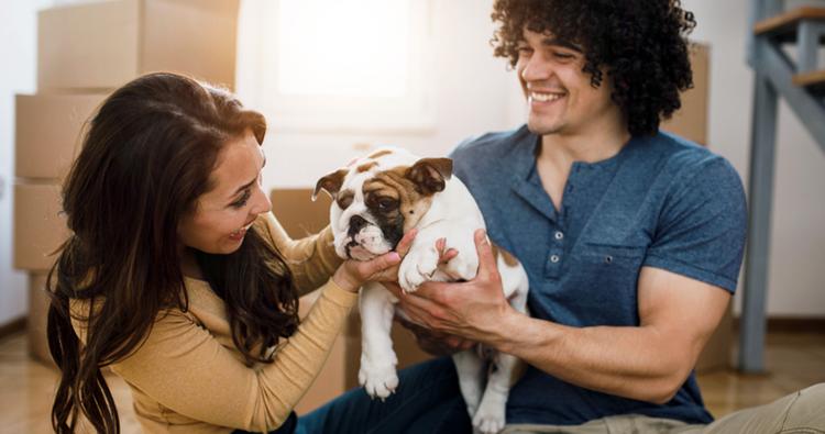 What Does It Mean to Rehome an English Bulldog?