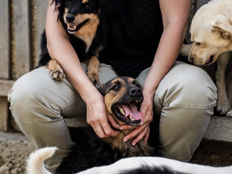 How Petting Can Help Shelter Dogs Cope with Stress