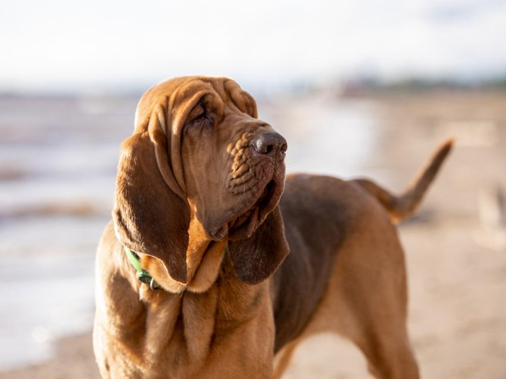 wrinkly bloodhound looking away