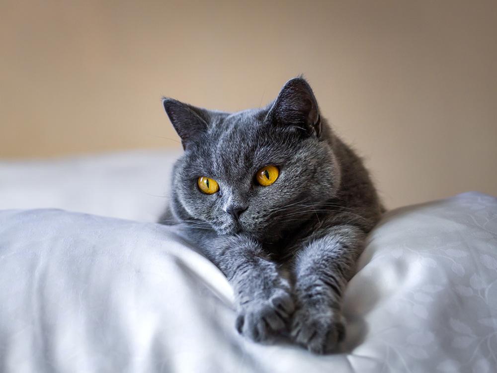 British shorthair cat snuggling on bed